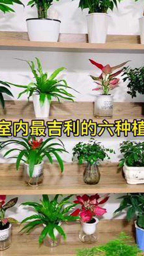 室内种什么盆栽植物最好