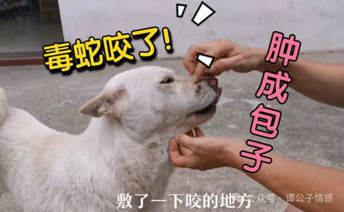 八字合婚：男蛇与女狗八字合不合婚（男蛇女狗相克吗）