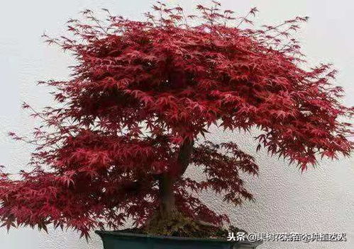 红枫什么品种最红最好 红枫什么品种最红最好