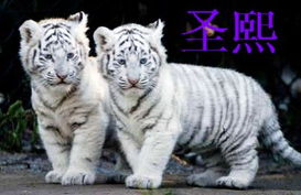 宝宝取名：白虎宝宝怎么出来取名字（白虎取什么名字）