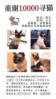 今日运势：今日寻猫运势预测（寻猫启事网站）