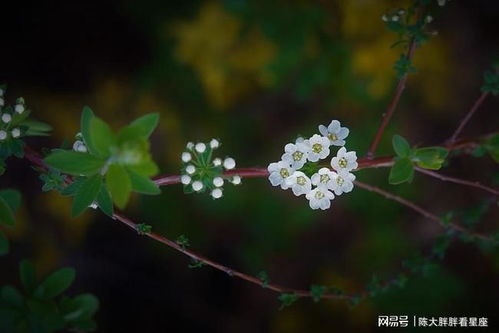 感情运势：双子三月上旬感情运势（双子三月上旬感情运势怎么样）