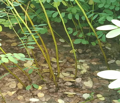 紫穗槐苗木多少钱一株