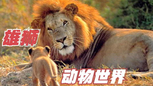 感情运势：狮子拉黑后的感情运势（狮子拉黑又拉回来了）