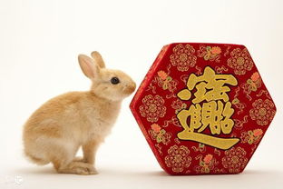 今日运势：今日生肖兔爱情运势（生肖兔今日运势详解）
