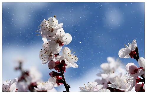 双子座近期桃花感情运势（双子座最近的桃花运怎么样）