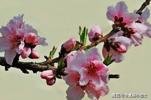 双鱼男生近期的桃花运势（双鱼男今年有桃花运吗?