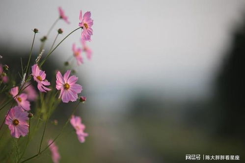水瓶女近期的感情运势桃花（水瓶女今年的桃花运）