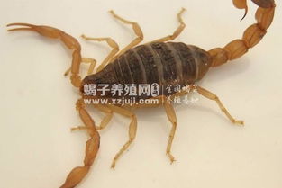今日运势：解梦蝎座今日运势（解梦蝎座今日运势女）