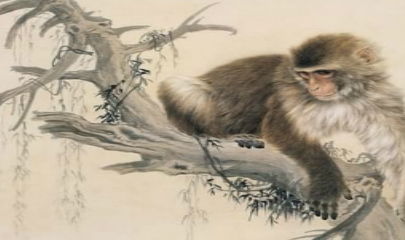 属猴近期运势不好怎么破解（属猴最近运势很背）
