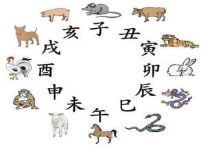 今日运势：查看属羊今日运势（属羊人今日运势算命先生）