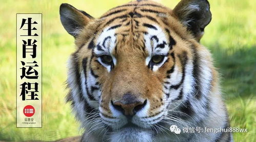 今日运势：属虎今日运势河北（属虎人今日运势方向与位置）