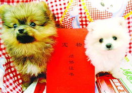八字合婚：狗男虎女八字合不合婚配（狗男和虎女结婚好吗）