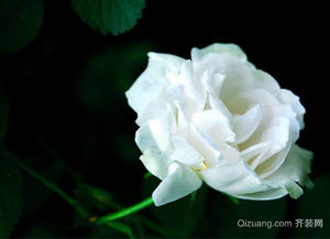 11朵粉玫瑰花语是什么