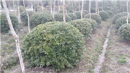 全球花木网求购信息
