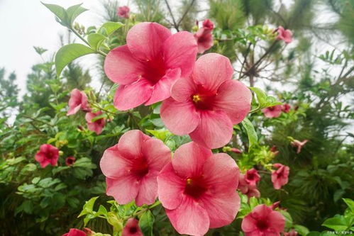 世界上花语最冷漠的花