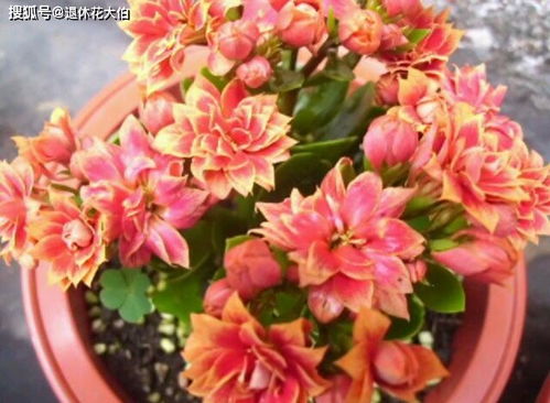 长寿花为什么致癌