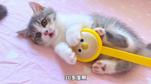 宝宝取名：五个猫宝宝怎么取名好听（五个猫的图片）
