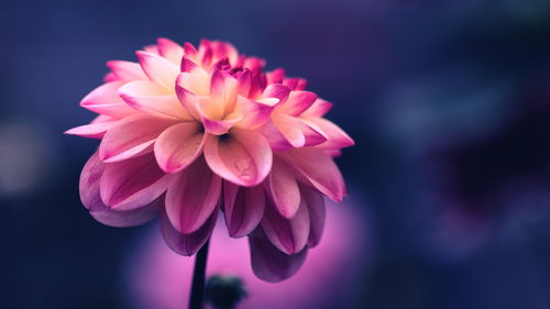 春天常见的花