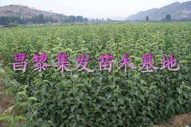 597苗木网最新求购