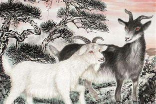 八字合婚：猫和羊八字合不合婚配的（羊和猫咪）