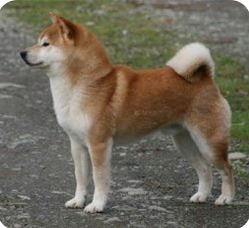 感情运势：柴犬旺财感情运势好吗（柴犬是旺财吗）