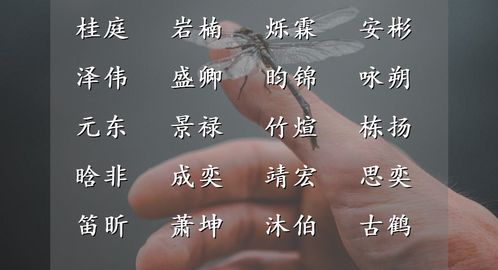 宝宝取名：虎宝宝名姓董怎么取名（虎宝宝名姓董怎么取名男孩）