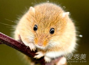 今日运势：12.15属鼠今日运势（属鼠今日运势财运）