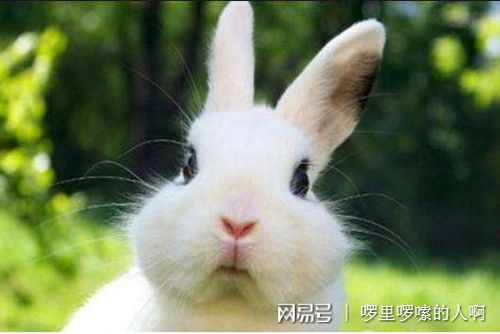 八字合婚：猫和兔八字合不合婚配呢（猫和兔相克吗）