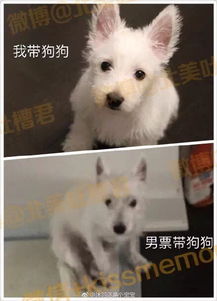 八字合婚：八字合婚蛇和狗能配婚吗（蛇和狗能结婚吗）