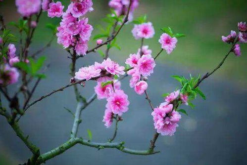 预测近期桃花运势分析图（未来桃花运测试）