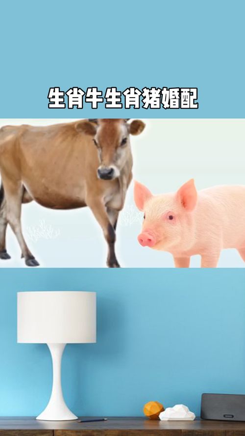 八字合婚：猪和狗八字合婚好不好呢（猪和狗八字相配吗）