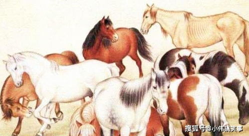 今日运势：属马今日运势不（属马今日运气）