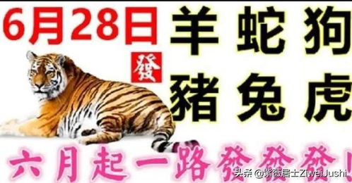 今日运势：龙狗鸡今日运势（龙生肖今日运龙生肖今日运势）