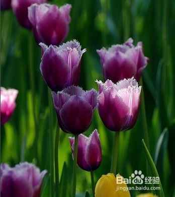 情人节送花花语 情人节送花花语