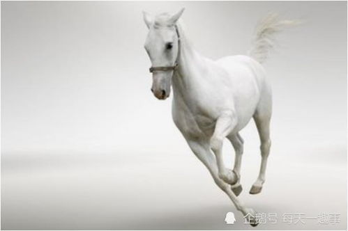 属马感情2023年运势，爱情运势大揭秘，助你找到幸福彼岸！