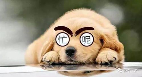 属狗女今日最准运势，揭秘生肖狗今日运势，助你顺风顺水！