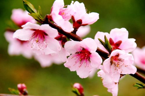 属兔近期桃花运势，春意盎然，爱情花开满枝头