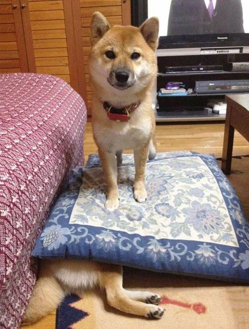 狗宝贝虎宝宝取名攻略，如何为爱宠取一个寓意美好、朗朗上口的名字？