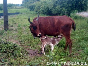 夫妻鸡和马八字合不合婚，揭秘生肖配对背后的奥秘
