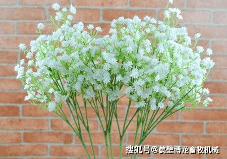 满天星怎么养
