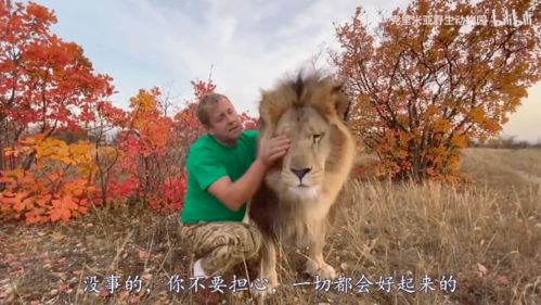 87年狮子女，感情运势揭秘，爱情之路如何顺畅？