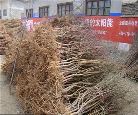 树苗批发基地