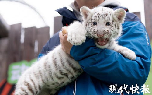 虎宝宝取名难题，小名小禾是否合适？