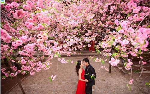 八字合婚带桃花，是好是坏？揭秘合婚与桃花的神秘关系