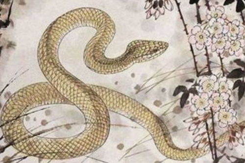 属蛇65年，65岁这一年，感情运势究竟如何起伏？