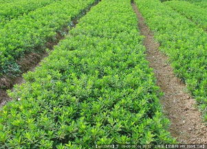 597最新苗木求购信息