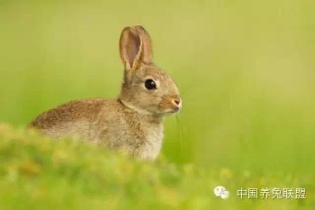 83年兔今日运势，揭秘今日运势，83年兔子的生活指南！