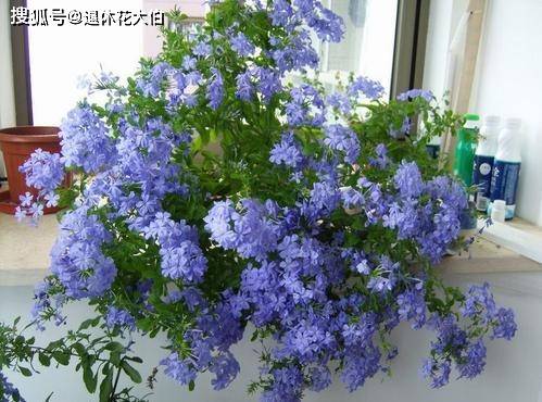 蓝雪花