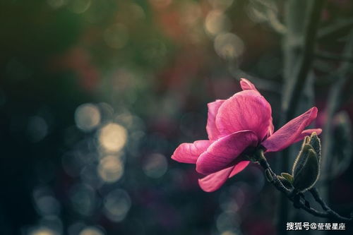 三月春风拂面，水瓶男的感情运势如何？是桃花盛开还是暗流涌动？